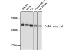 Western blot analysis of extracts of various cell lines, using Clathrin heavy chain Rabbit mAb (ABIN7266404) at 1:1000 dilution. (Clathrin Heavy Chain (CLTC) Antikörper)