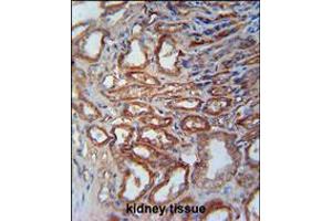 MOSC1 Antibody immunohistochemistry analysis in formalin fixed and paraffin embedded human kidney tissue followed by peroxidase conjugation of the secondary antibody and DAB staining. (MOSC1 Antikörper  (AA 175-204))