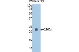 Detection of Recombinant PAPPA2, Human using Polyclonal Antibody to Pappalysin 2 (PAPPA2) (PAPPA2 Antikörper  (AA 1309-1492))