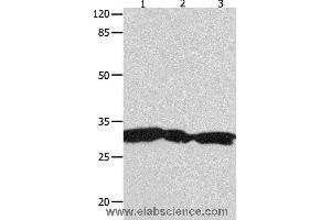 Western blot analysis of Hela, 293T and Jurkat cell  , using YWHAG Polyclonal Antibody at dilution of 1:1800 (14-3-3 gamma Antikörper)