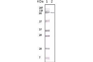 Western Blotting (WB) image for anti-Mismatch Repair Protein 2 (MSH2) antibody (ABIN2464085) (MSH2 Antikörper)