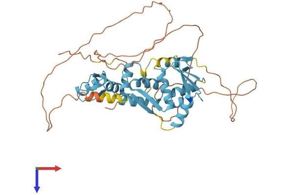 ZBTB6 Protein (AA 1-424) (His tag)