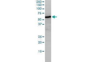 Nucleobindin 1 Antikörper  (AA 28-461)