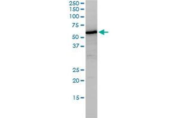 Nucleobindin 1 Antikörper  (AA 28-461)