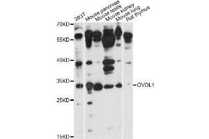 Western blot analysis of extracts of various cell lines, using OVOL1 antibody (ABIN6293430) at 1:1000 dilution. (OVOL1 Antikörper)