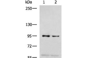 Western blot analysis of 293T and Jurkat cell lysates using NVL Polyclonal Antibody at dilution of 1:1000 (NVL Antikörper)