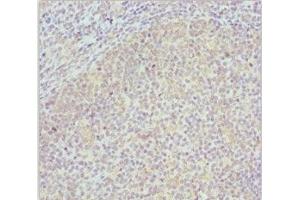 Immunohistochemistry of paraffin-embedded human tonsil tissue using ABIN7148458 at dilution of 1:100 (COG4 Antikörper  (AA 506-785))