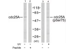 Image no. 2 for anti-Cell Division Cycle 25 Homolog A (S. Pombe) (CDC25A) (pSer75), (pSer76) antibody (ABIN196852) (CDC25A Antikörper  (pSer75, pSer76))