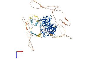 PAK6 Protein (AA 1-681) (His tag)