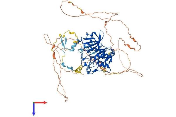 PAK6 Protein (AA 1-681) (His tag)