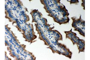 Anti- Peroxiredoxin 5 Picoband antibody, IHC(P) IHC(P): Mouse Intestine Tissue (Peroxiredoxin 5 Antikörper  (AA 66-198))