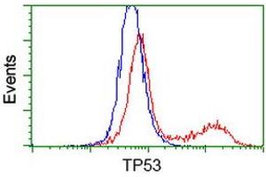 HEK293T cells transfected with either RC200003 overexpress plasmid (Red) or empty vector control plasmid (Blue) were immunostained by anti-TP53 antibody (ABIN2454591), and then analyzed by flow cytometry. (p53 Antikörper)