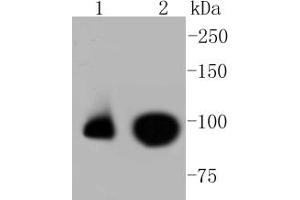 Lane 1: HepG2, Lane 2: Raji lysates probed with Nrf2(S40) (7G4) Monoclonal Antibody  at 1:1000 overnight at 4˚C. (NRF2 Antikörper  (pSer40))