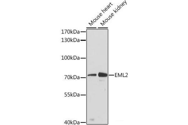 EML2 anticorps