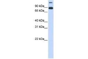 Western Blotting (WB) image for anti-Transmembrane Protein 48 (TMEM48) antibody (ABIN2459004) (TMEM48 Antikörper)