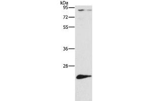 Western Blot analysis of Mouse liver tissue using ATG10 Polyclonal Antibody at dilution of 1:500 (ATG10 Antikörper)