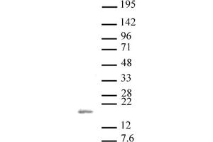 Histone H3 dimethyl Lys36 antibody tested by Western blot.