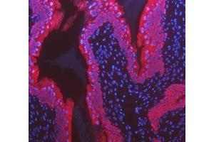 IF analysis of Cytokeratin 8/KRT8 using anti-Cytokeratin 8/KRT8 antibody (ABIN5518853). (KRT8 Antikörper  (AA 107-325))