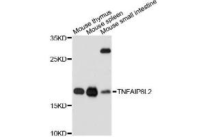 Western blot analysis of extracts of various cell lines, using TNFAIP8L2 antibody (ABIN6293885) at 1:3000 dilution. (TNFAIP8L2 Antikörper)