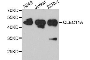 Western blot analysis of extract of various cells, using CLEC11A antibody.