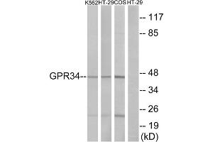Western blot analysis of extracts from K562 cells, HT-29 cells and COS-7cells, using GPR34 antibody. (GPR34 Antikörper  (Internal Region))