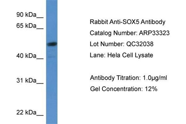 SOX5 Antikörper  (C-Term)
