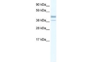 WB Suggested Anti-ESRRB Antibody Titration: 0. (ESRRB Antikörper  (N-Term))