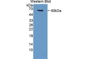Detection of Recombinant UMODL1, Mouse using Polyclonal Antibody to Uromodulin Like Protein 1 (UMODL1) (UMODL1 Antikörper  (AA 34-306))