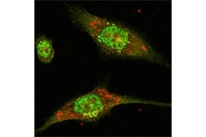 Immunofluorescence (IF) image for anti-Mitogen-Activated Protein Kinase 1 (MAPK1) antibody (ABIN1107133) (ERK2 Antikörper)