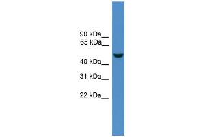 WB Suggested Anti-Epor Antibody Titration:  0. (EPOR Antikörper  (N-Term))