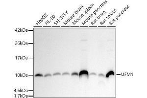 Western blot analysis of extracts of various cell lines, using UFM1 antibody (ABIN7271183) at 1:1000 dilution.