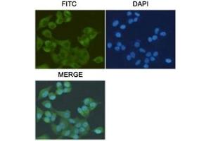 ICC/IF staining of HeLa cells, fixed with 4% Paraformaldehyde, using S100A10 antibody at 1:200. (S100A10 Antikörper)