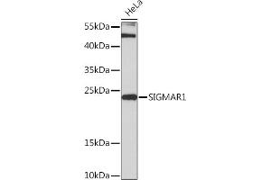 Western blot analysis of extracts of HeLa cells, using SIGM Rabbit pAb (ABIN7270296) at 1:3000 dilution. (SIGMAR1 Antikörper  (AA 31-80))