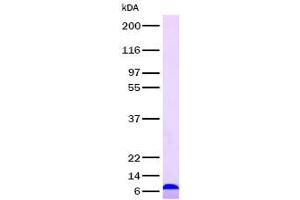 Validation with Western Blot (TMSB4X Protein)