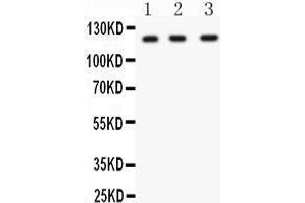 HIF1A antibody  (C-Term)