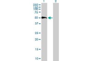 Western Blot analysis of EFEMP2 expression in transfected 293T cell line by EFEMP2 MaxPab polyclonal antibody.