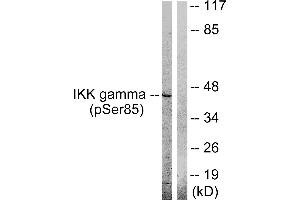 Western blot analysis of extracts from HepG2 cells, treated with Anisomycin (0. (IKBKG Antikörper  (pSer85))