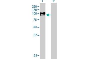 Western Blot analysis of DKFZP586H2123 expression in transfected 293T cell line by DKFZP586H2123 MaxPab polyclonal antibody. (PAMR1 Antikörper  (AA 1-737))