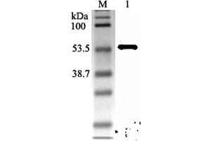 Western blot analysis using anti-Nampt (rat), pAb  at 1:2'000 dilution. (NAMPT Antikörper)