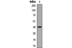 Western blot analysis of UBE2U expression in HEK293T (A) whole cell lysates. (UBE2U Antikörper  (C-Term))