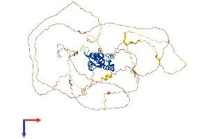 FOXN1 Protein (AA 1-648) (His tag)