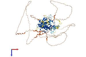 MEPCE Protein (AA 1-689) (His tag)