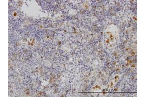 Image no. 1 for anti-Gardner-Rasheed Feline Sarcoma Viral (V-Fgr) Oncogene Homolog (FGR) (AA 1-90) antibody (ABIN598687) (Fgr Antikörper  (AA 1-90))