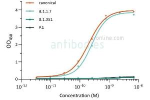 Direct ELISA of SARS-CoV-2 variant proteins with anti-SARS-CoV-2 Spike S1 antibody ABIN6990085. (SARS-CoV-2 Spike S1 Antikörper)