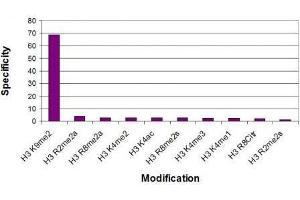 Histone H3 dimethyl Lys9 antibody specificity tested by peptide array analysis.