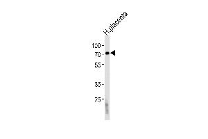Western blot analysis of lysate from human placenta tissue lysate, using FUCA2 Antibody (N-term) (ABIN391985 and ABIN2841774).