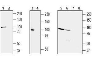 Western blot analysis of rat brain (lanes 1 and 2), mouse brain (lanes 3 and 4), human KCNQ2 transfected HEK-293 cells (lanes 5 and 7) and human brain neuroblastoma           SH-SY5Y  cell line (lanes 6 and 8) lysates: - 1,3,5,6. (KCNQ2 Antikörper  (C-Term, Intracellular))