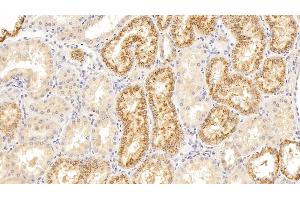 Detection of LZM in Human Kidney Tissue using Polyclonal Antibody to Lysozyme (LZM) (LYZ Antikörper  (AA 24-144))