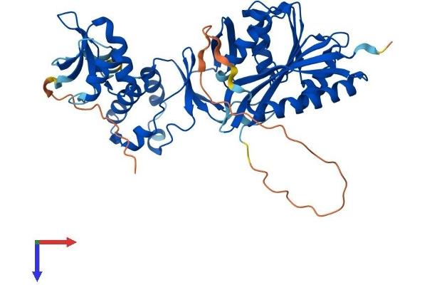TRMT12 Protein (AA 1-448) (His tag)