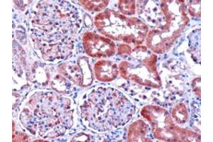 ABIN184786 (1µg/ml) staining of paraffin embedded human kidney. (DCXR Antikörper  (C-Term))